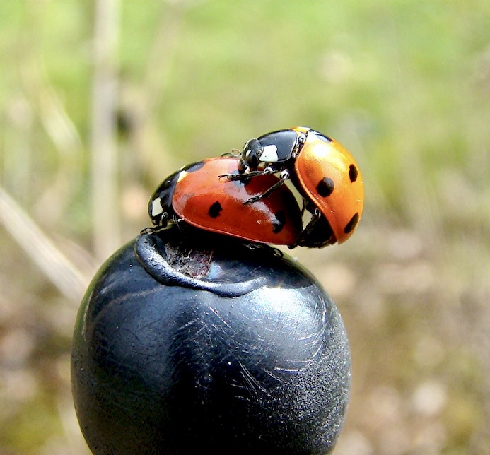 7-spot ladybirds mating